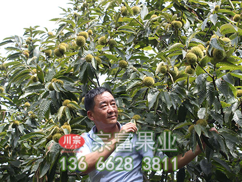 板栗树苗木