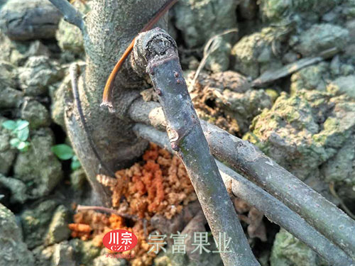 波姬红无花果苗枝干受虫害