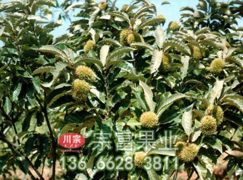 新品种板栗苗空苞的防治方法