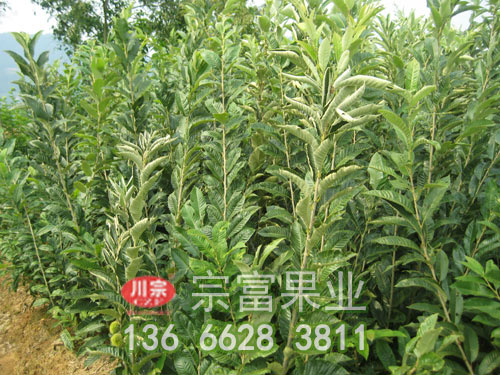 板栗苗田间苗床培育防涝排水很重要