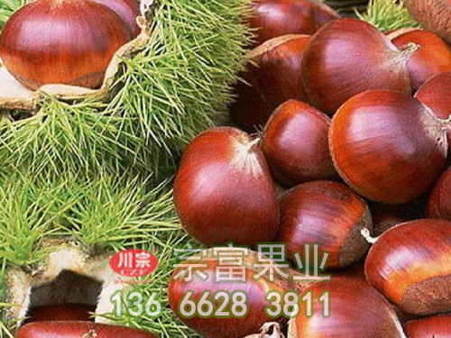 板栗苗采摘后的管理方法