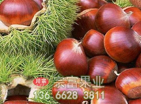 板栗苗在果实采摘后也应加强田间管理