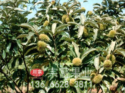板栗苗田间苗床培育防涝排水很重要