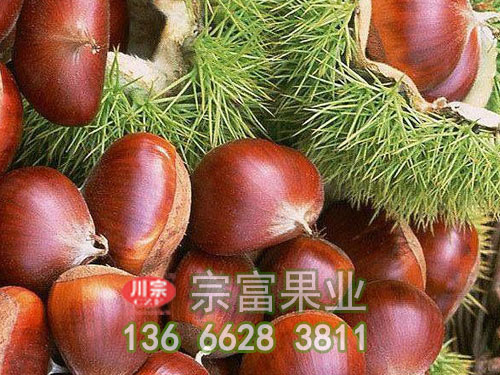 板栗苗怎么会落叶