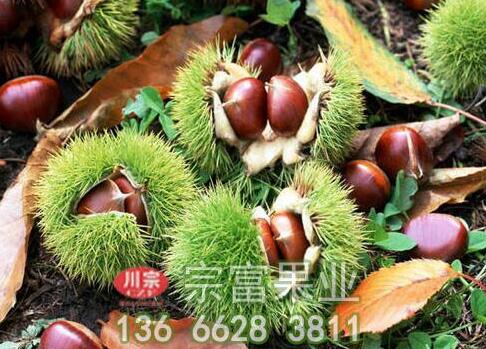 板栗苗树缘何会死亡？