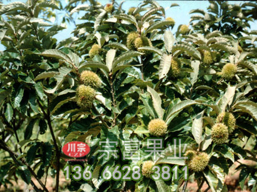 板栗苗压条繁育管理方法