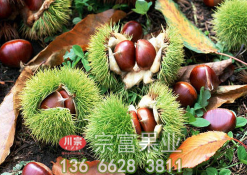 板栗苗知识：板栗采摘之后的管理方法