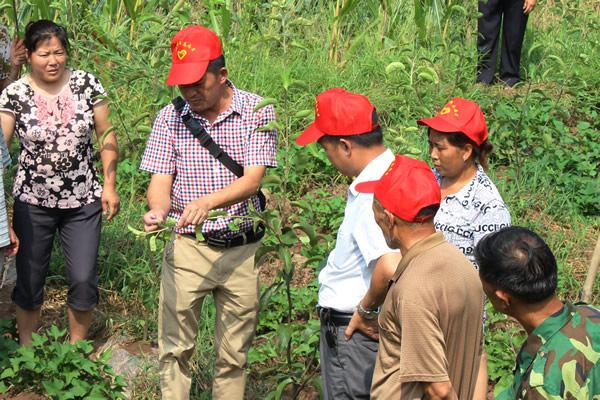 高县嘉乐镇：腾梨种植技术培训到田间 果农都说好